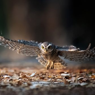 Madarak és Repülő Állatok